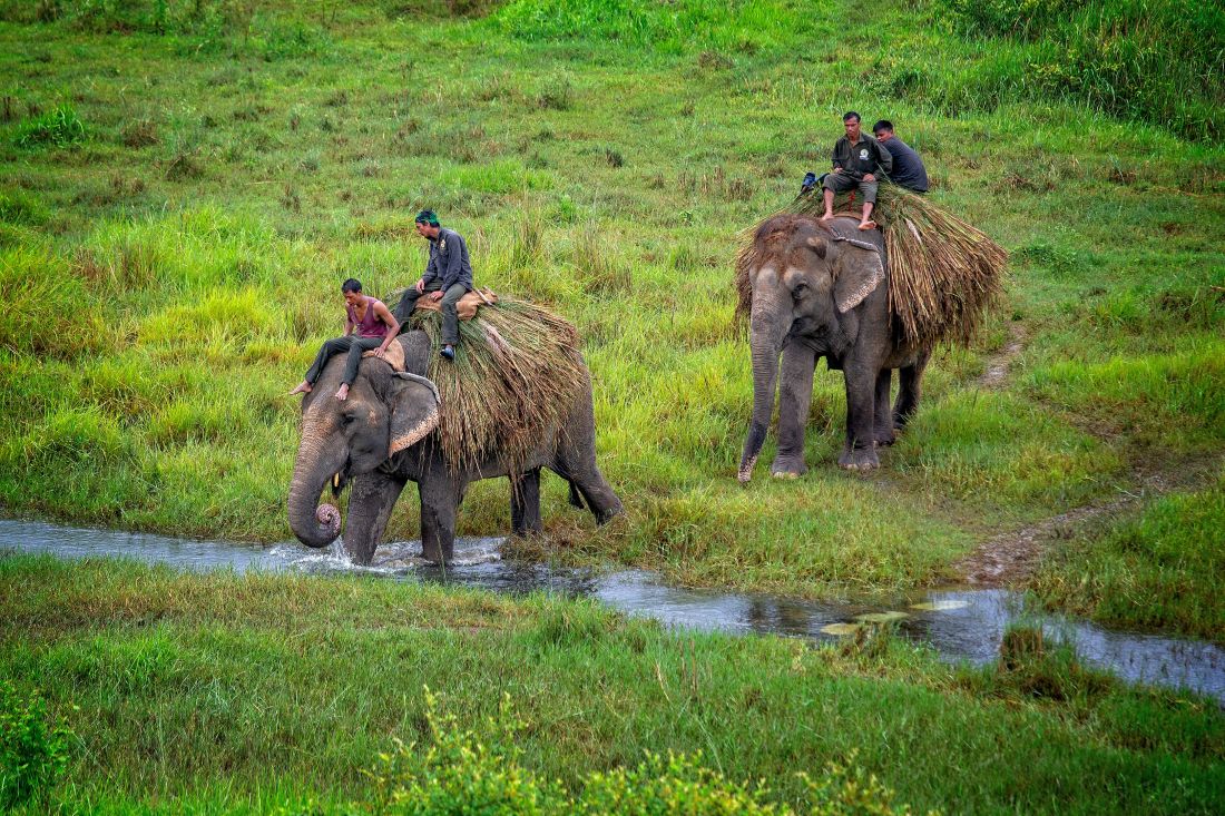 Must try Local Foods and Restaurants in Chitwan