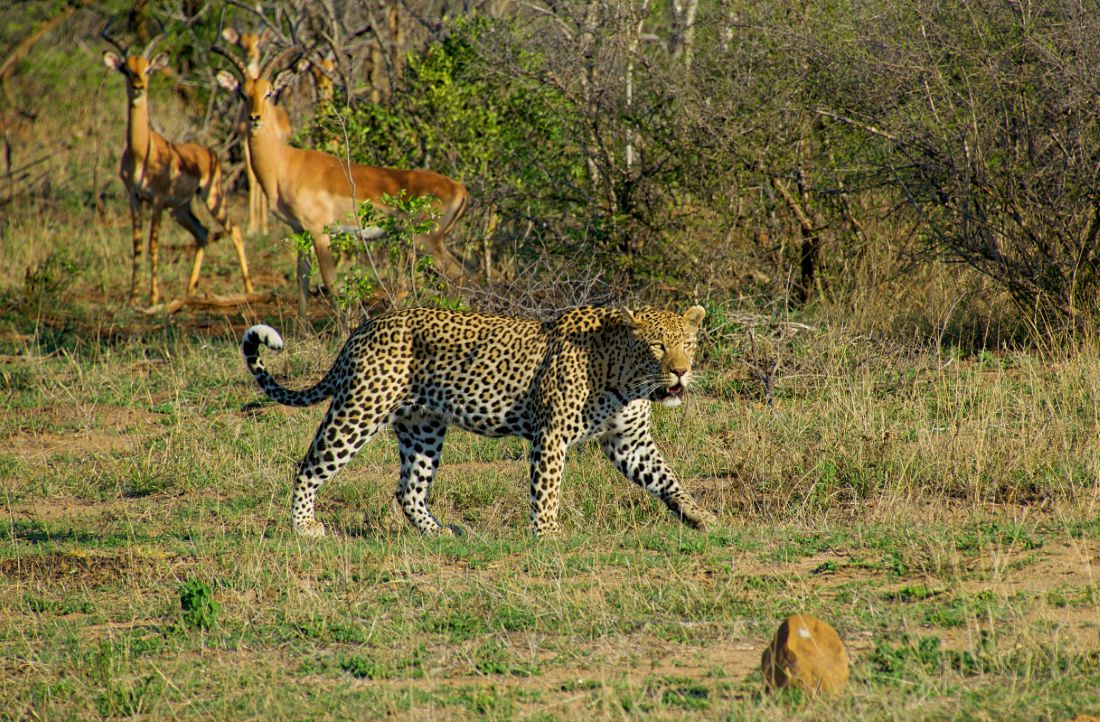 Must try Local Foods and Restaurants in Kruger National Park