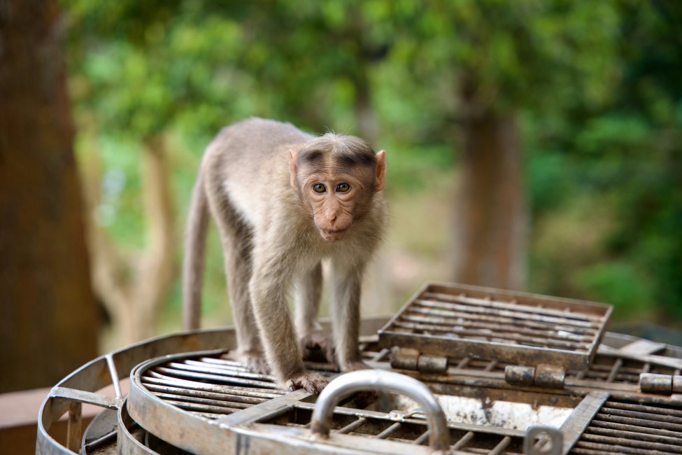 Local Markets & Street Food Spots in Thekkady