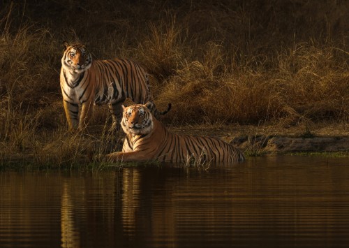5 Days Madhya Pradesh Tour (Tadoba, Pench)