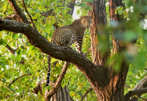 5 Days Madhya Pradesh Tour (Kanha, Bandhavgarh)