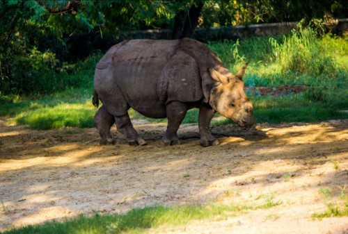 6 Days Assam Tour (Kaziranga, Shillong, Guwahati)