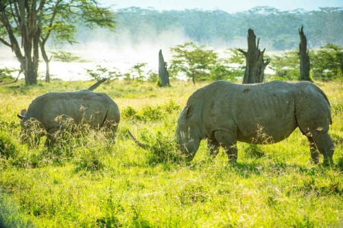 8 Days Kenya Tour (Nairobi, Ol Pejeta Conservancy, Lake Naivasha, Maasai Mara)
