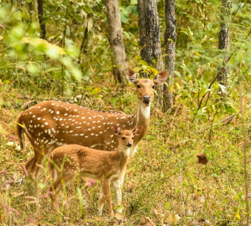 7 Days Madhya Pradesh Tour (Kanha, Bandhavgarh, Panna)