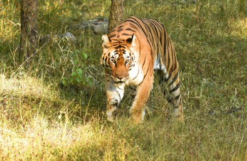 7 Days Madhya Pradesh Tour (Bandhavgarh, Kanha, Pench)