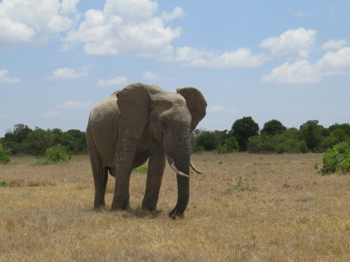 Ol Pejeta